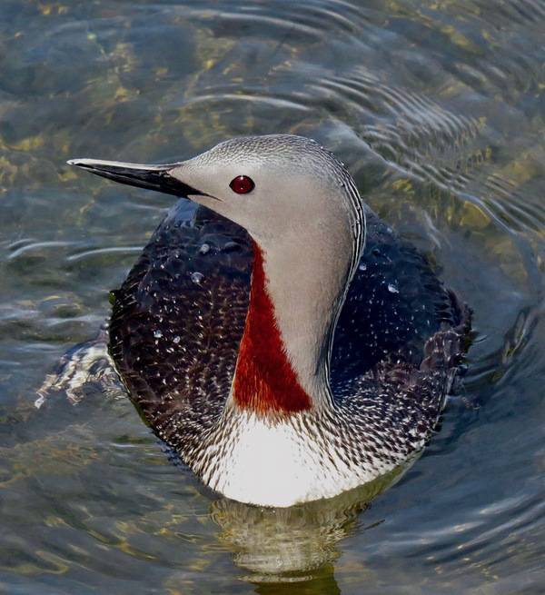 Red-throated Loon (Gavia stellata) - Summer plumage breeding adult2 by Don Faulkner is licensed under CC BY-SA 2.0.